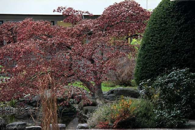 Intervention de la compagnie Zinzoline à l'OMS (Organisation mondiale de la santé) à Genève